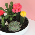 DIY Colourful Cactus & Succulent Garden / The Sweet Escape