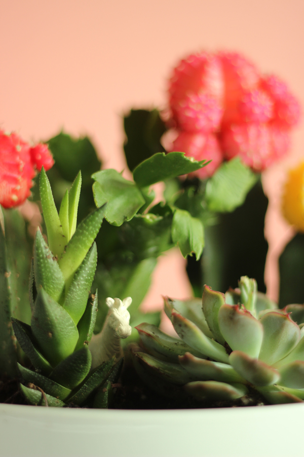 DIY Colourful Cactus & Succulent Garden / The Sweet Escape