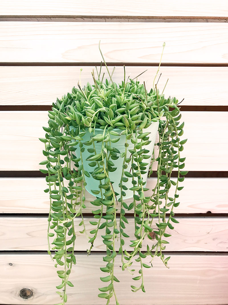DIY Patio Plant Wall by The Sweet Escape #succulent